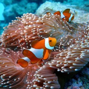 カクレクマノミ