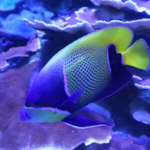 トゲチョウチョウウオ