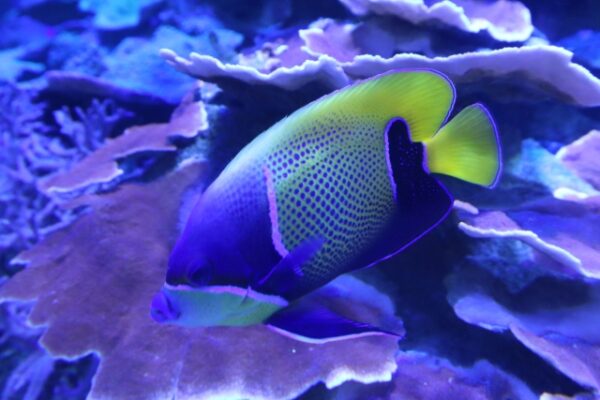 トゲチョウチョウウオ